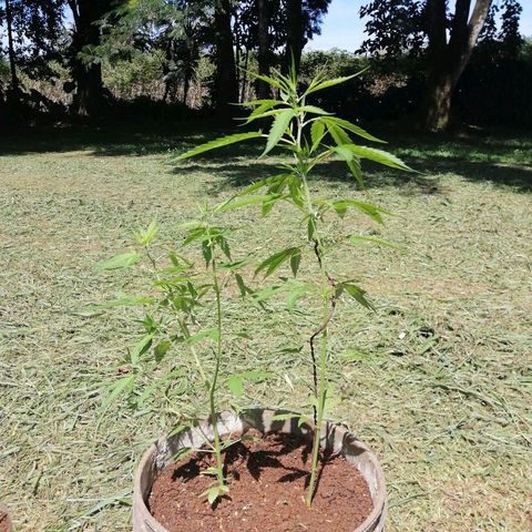 Las Chaves  growlog photo: Se le peyiscaron los esquejes 