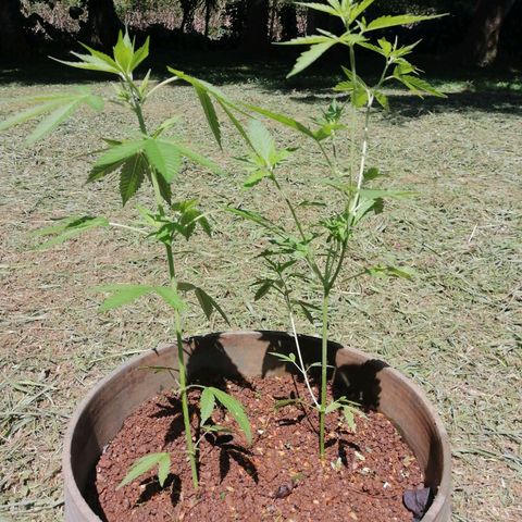 Las Chaves  growlog photo: Se le peyiscaron los esquejes 