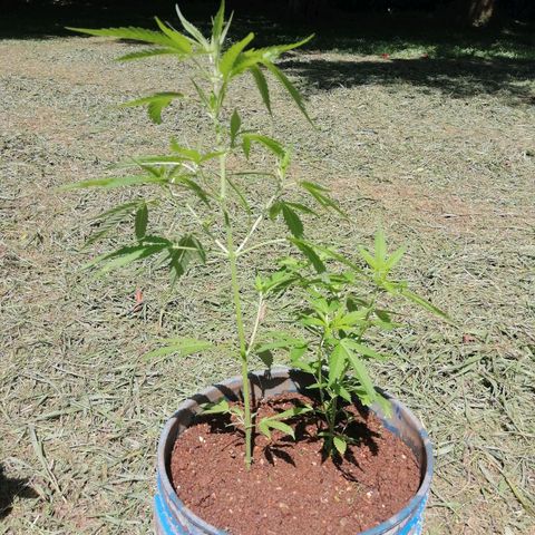 Las Chaves  growlog photo: Se le peyiscaron los esquejes 