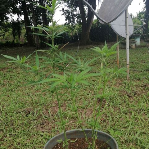 Las Chaves  growlog photo: Poda