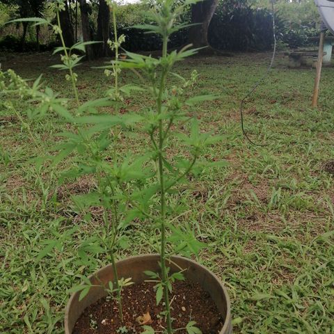 Las Chaves  growlog photo: Poda