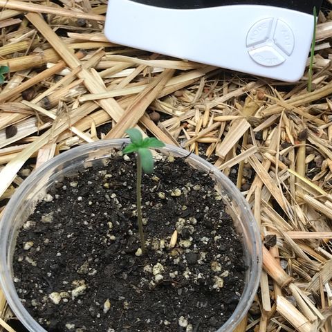 Wedding cake  growlog photo: Primeiro par de folhas 