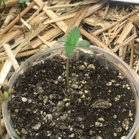 Wedding cake  growlog photo: Plantinha 