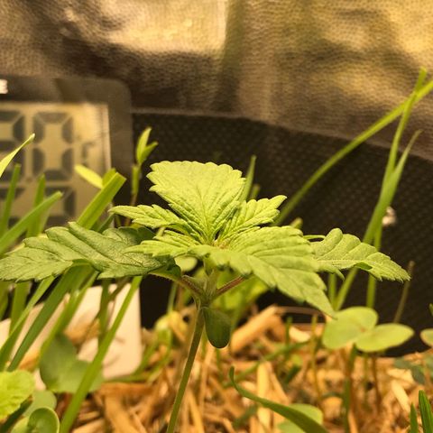 Wedding cake  growlog timeline photo