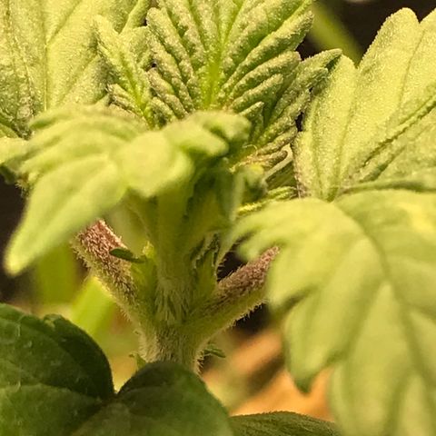 Wedding cake  growlog timeline photo