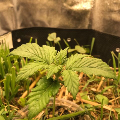 Wedding cake  growlog timeline photo