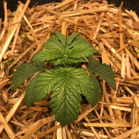 Wedding cake  growlog photo: Transplante 