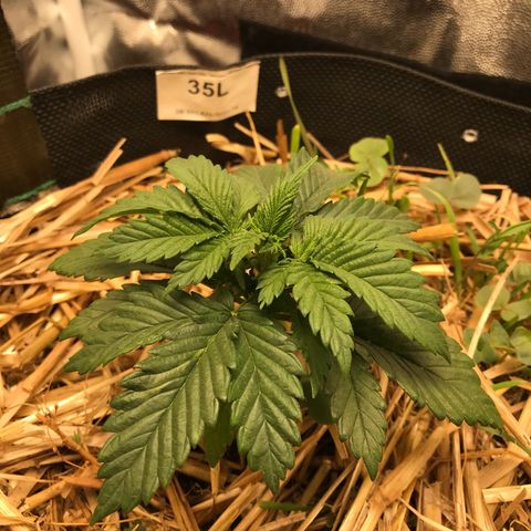 Wedding cake  growlog photo: Rega 