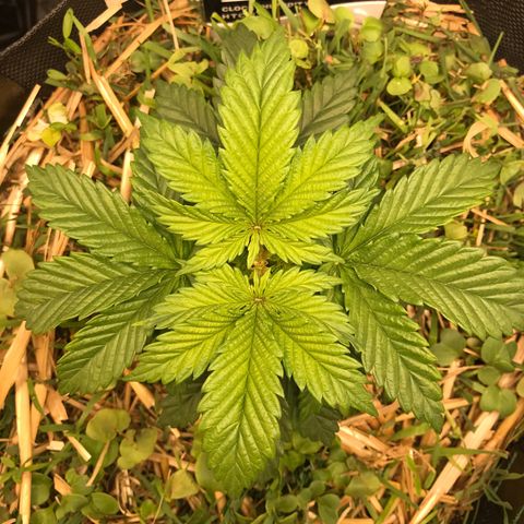 Wedding cake  growlog photo: 1 mes 