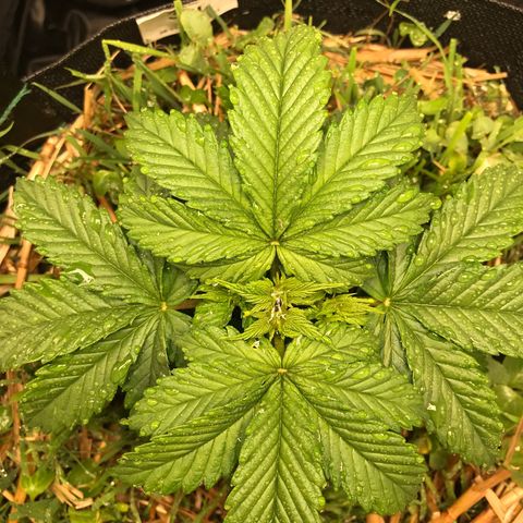 Wedding cake  growlog timeline photo