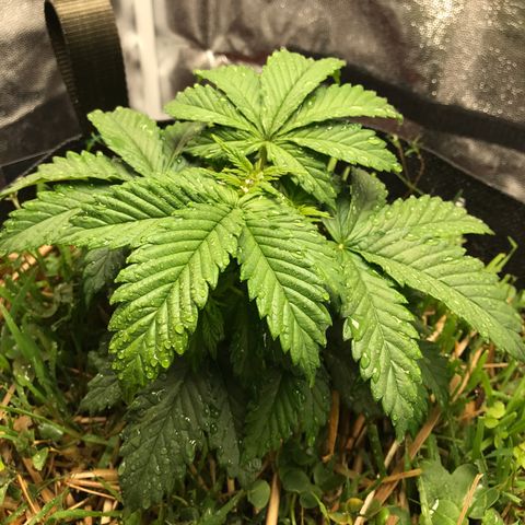 Wedding cake  growlog timeline photo