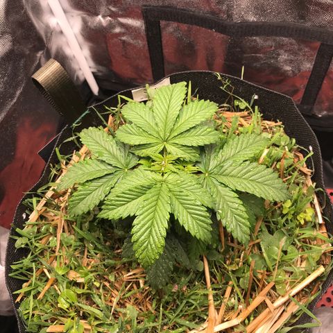 Wedding cake  growlog photo: Rega 