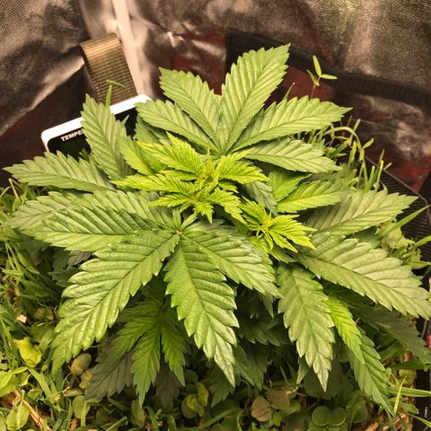 Wedding cake  growlog timeline photo