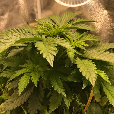 Wedding cake  growlog timeline photo