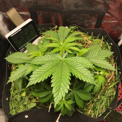 Wedding cake  growlog photo: L.S.T