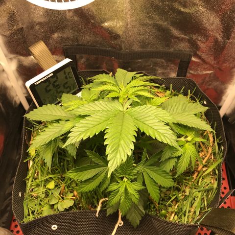 Wedding cake  growlog photo: L.S.T