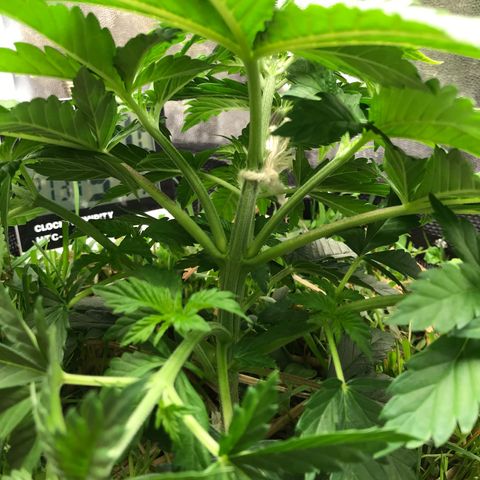 Wedding cake  growlog photo: L.S.T