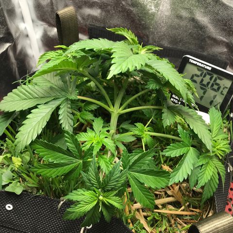 Wedding cake  growlog photo: L.S.T