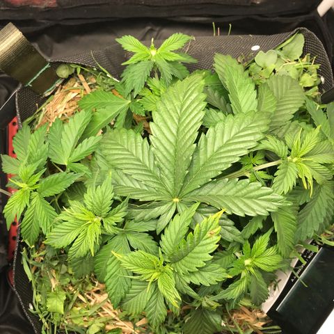 Wedding cake  growlog photo: L.S.T