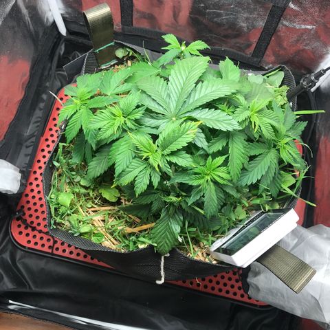 Wedding cake  growlog photo: L.S.T