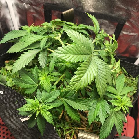 Wedding cake  growlog timeline photo