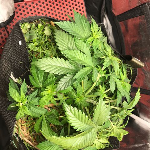 Wedding cake  growlog timeline photo