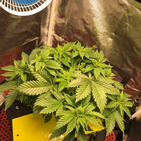 Wedding cake  growlog photo: L.S.T