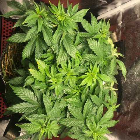 Wedding cake  growlog photo: Rega 