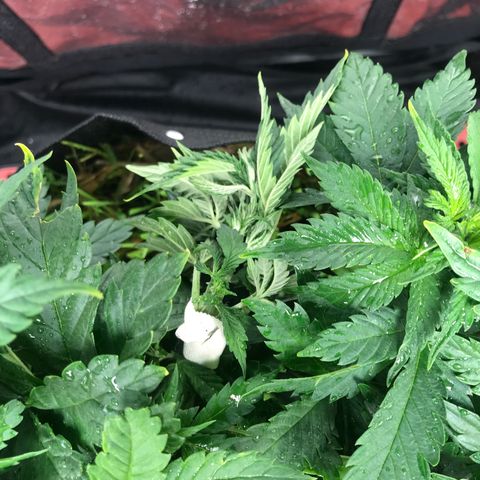 Wedding cake  growlog timeline photo