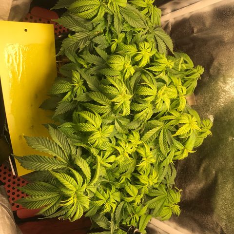 Wedding cake  growlog timeline photo