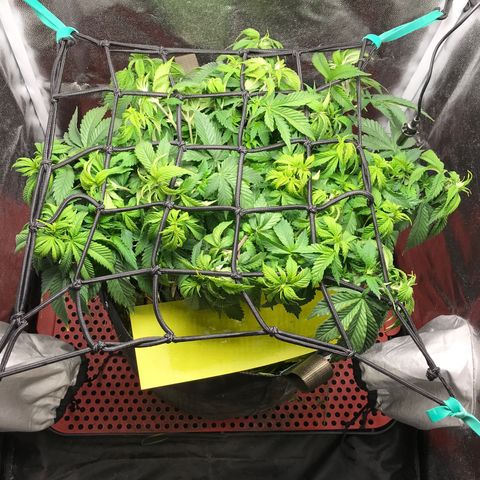 Wedding cake  growlog timeline photo