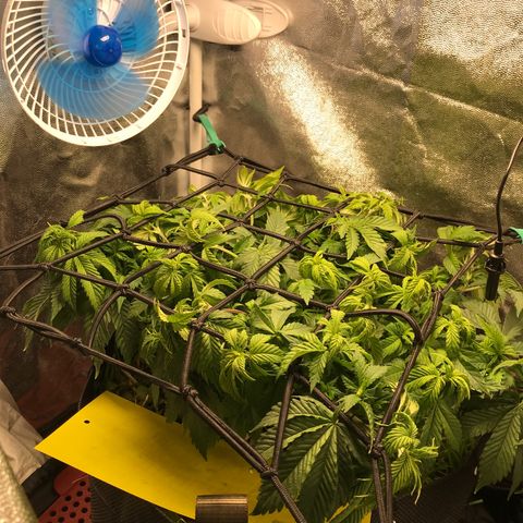 Wedding cake  growlog timeline photo