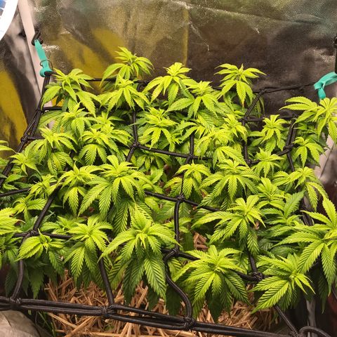 Wedding cake  growlog photo: 1• dia de flora 