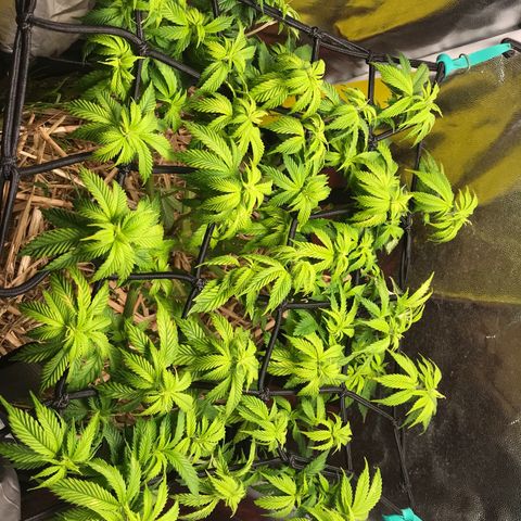Wedding cake  growlog photo: Desfolhação 