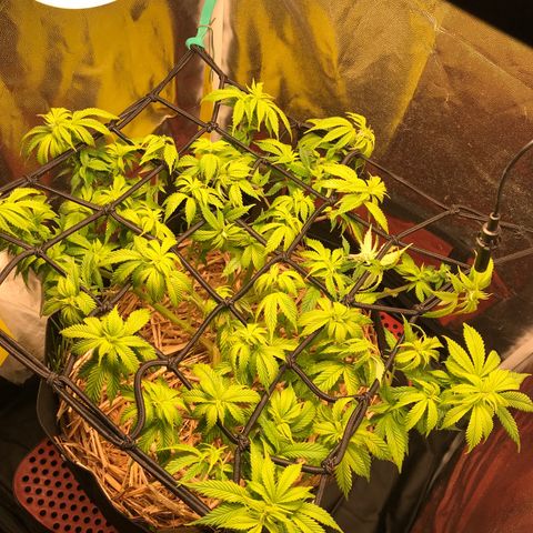 Wedding cake  growlog timeline photo