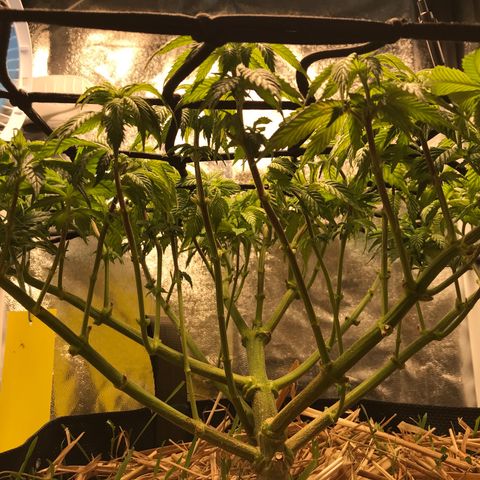 Wedding cake  growlog timeline photo