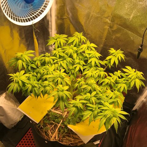 Wedding cake  growlog timeline photo