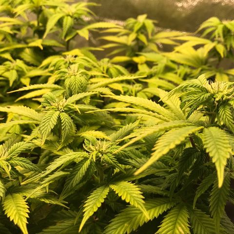 Wedding cake  growlog timeline photo