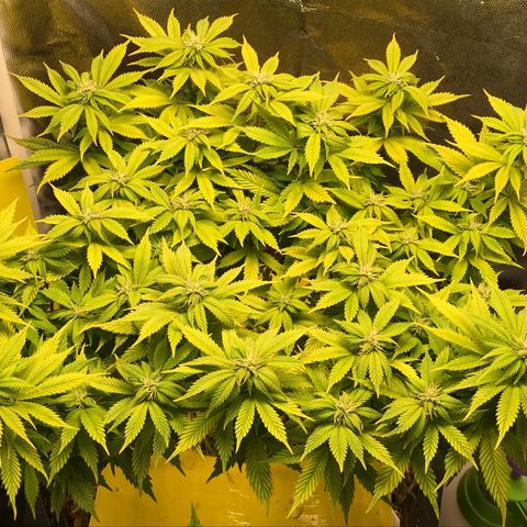 Wedding cake  growlog timeline photo