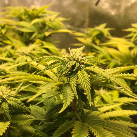 Wedding cake  growlog timeline photo