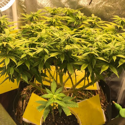 Wedding cake  growlog timeline photo