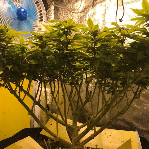 Wedding cake  growlog timeline photo