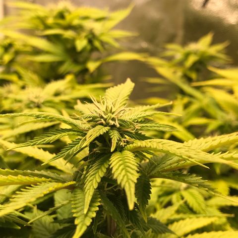 Wedding cake  growlog timeline photo