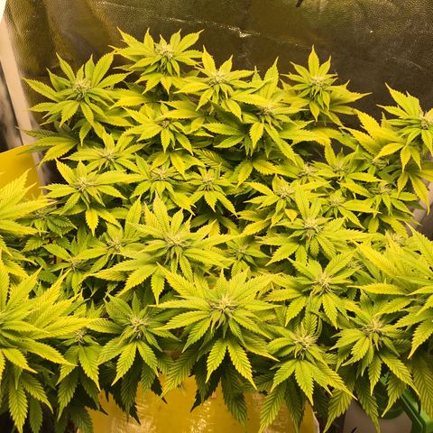 Wedding cake  growlog timeline photo