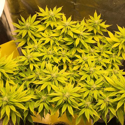 Wedding cake  growlog timeline photo