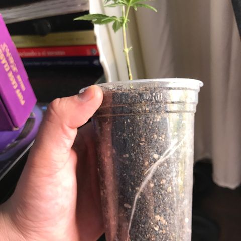 Wedding cake  growlog photo: Clone