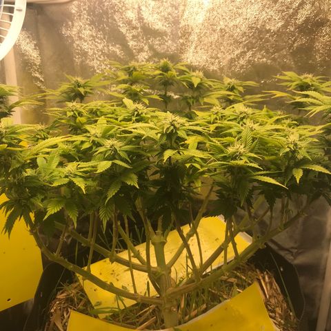 Wedding cake  growlog timeline photo
