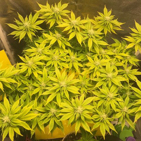 Wedding cake  growlog timeline photo