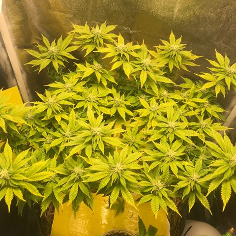 Wedding cake  growlog timeline photo