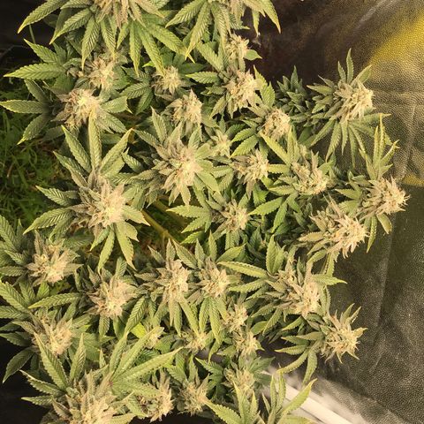 Wedding cake  growlog timeline photo